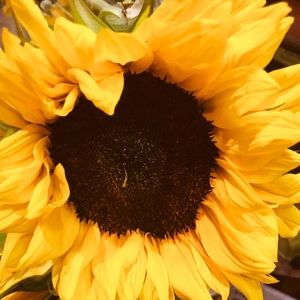 Meet your Posher, Lily